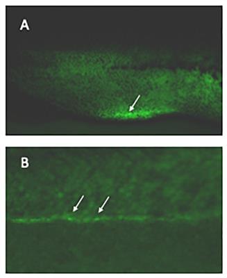 Xenopus Resources: Transgenic, Inbred and Mutant Animals, Training Opportunities, and Web-Based Support